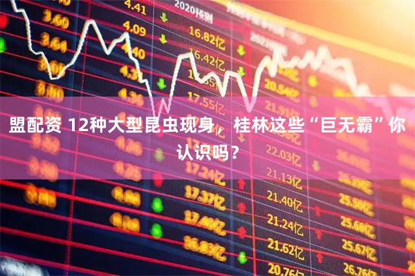 盟配资 12种大型昆虫现身，桂林这些“巨无霸”你认识吗？