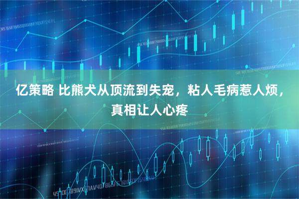 亿策略 比熊犬从顶流到失宠，粘人毛病惹人烦，真相让人心疼